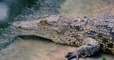 Some ancient crocodiles may have chomped on plants instead of meat